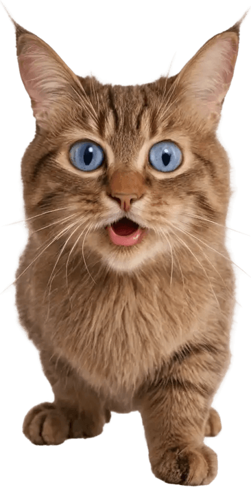 Surprised Cat PNG