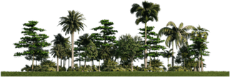 Kerala Tree PNG