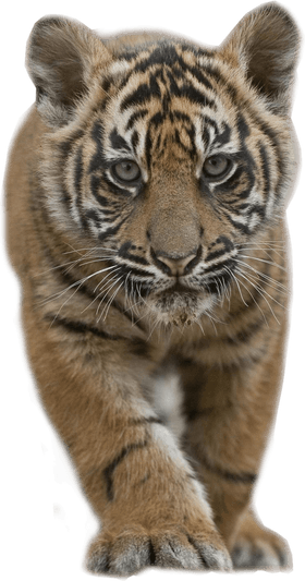 Baby Tiger PNG
