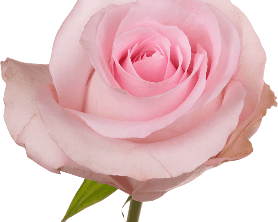 Light Pink Rose PNG