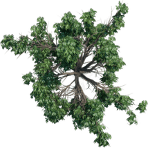 Aerial Tree PNG