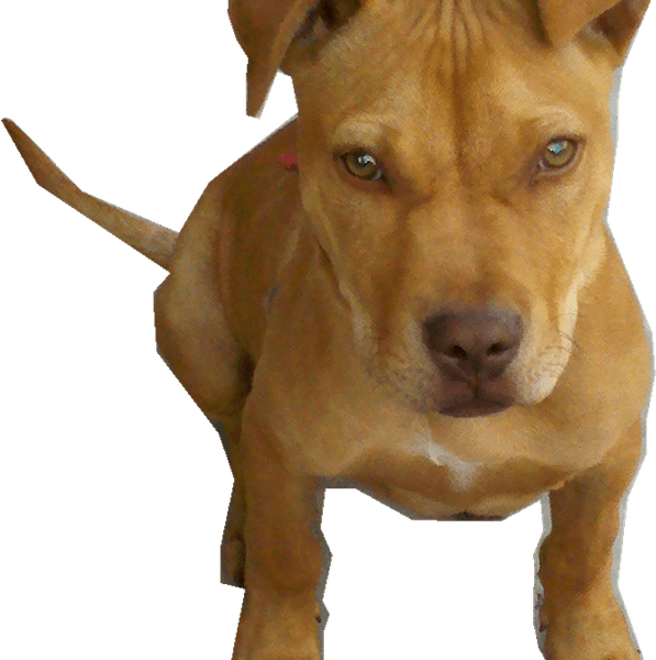 Pit Bulls PNG