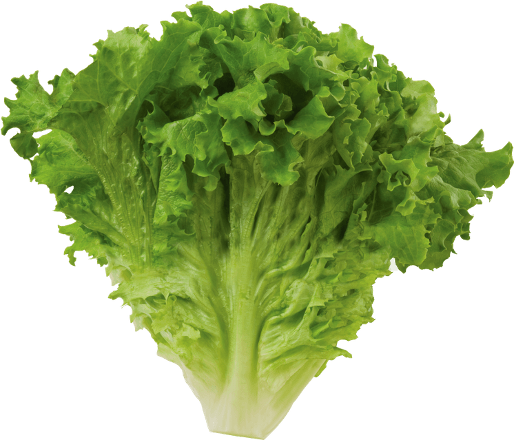 Butterhead Lettuce PNG