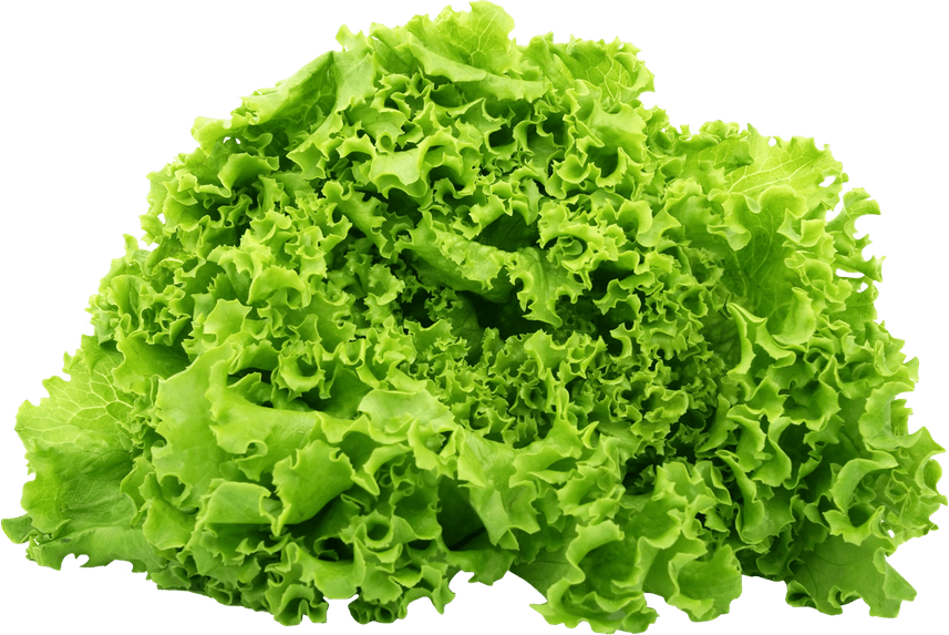Butterhead Lettuce PNG