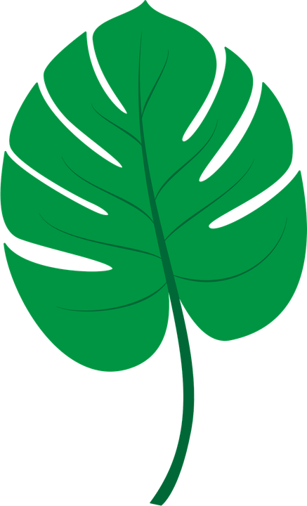 Jungle Leaf PNG