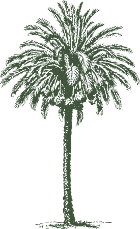 Date Palm PNG