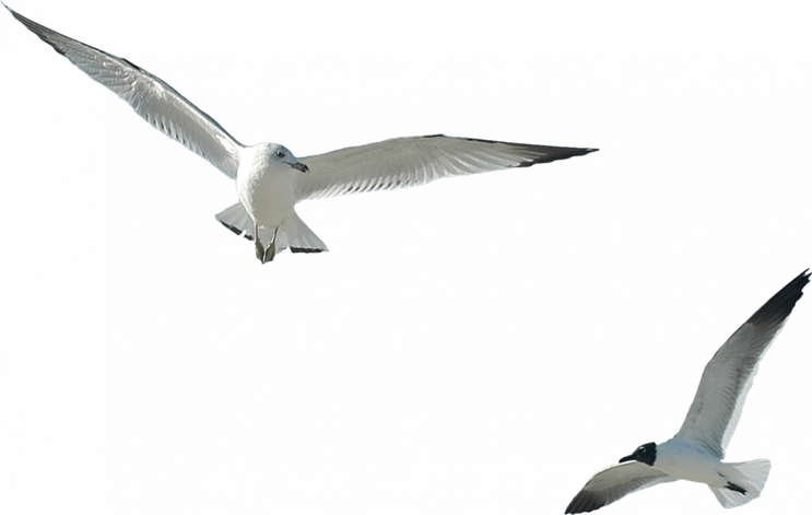 Ocean Birds PNG