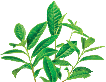 Green Tea PNG