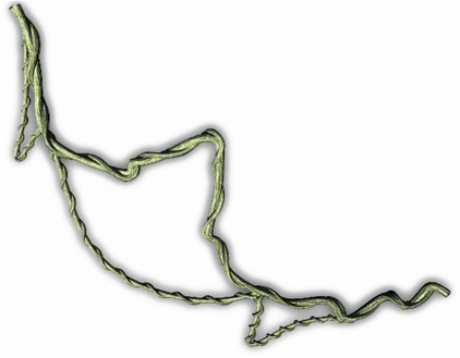 Jungle Vines PNG