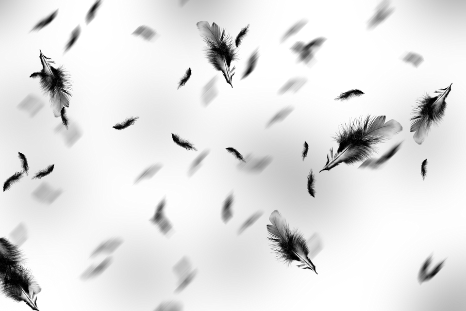 Feathers PNG