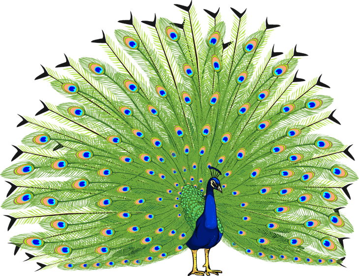 Peacock PNG