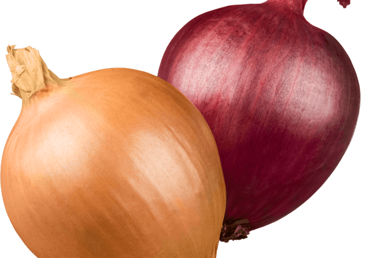Onion Tree PNG