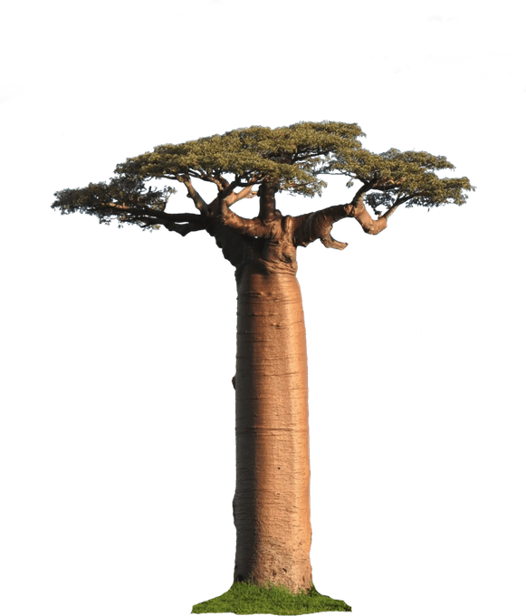 Baobab Tree PNG