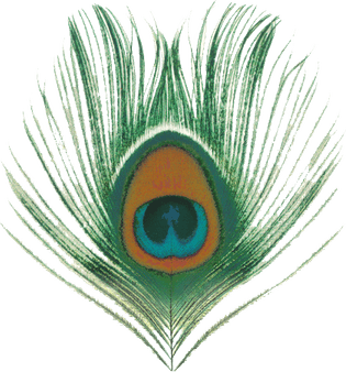 Peacock Feather PNG