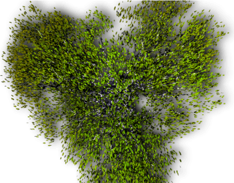 Top View Grass PNG