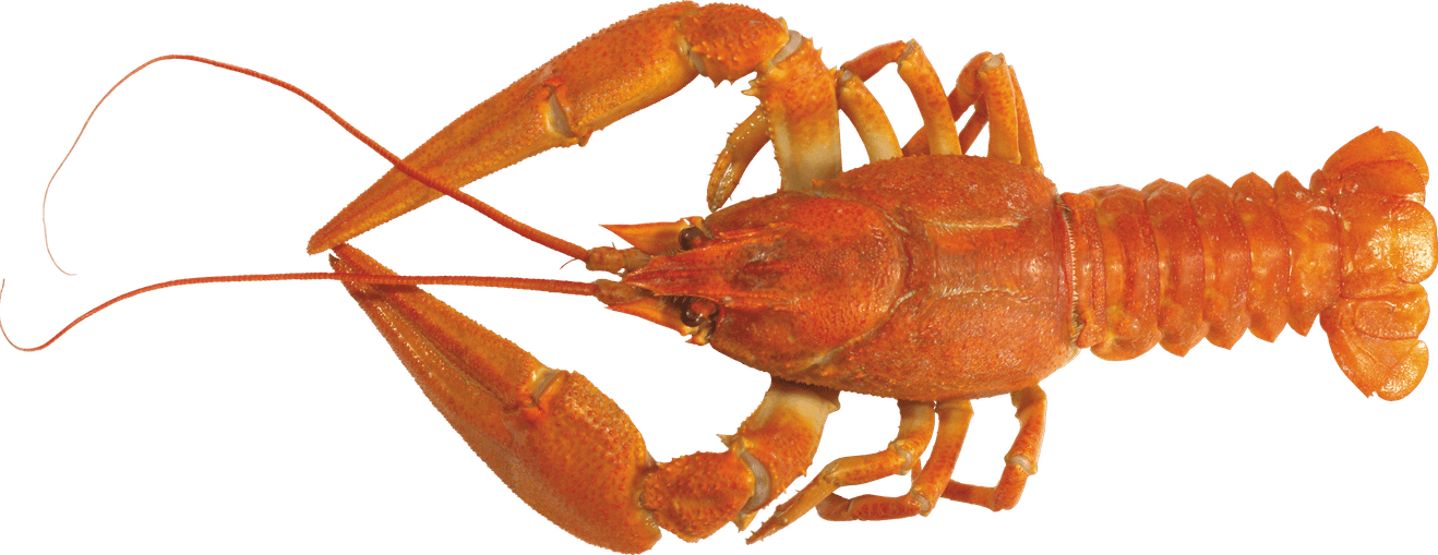 Lobster PNG