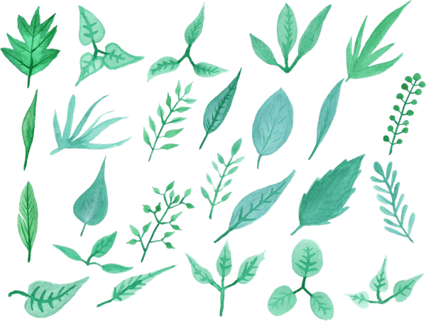 Leaf PNG