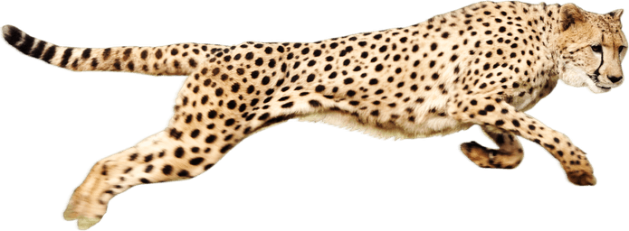 Cheetah PNG
