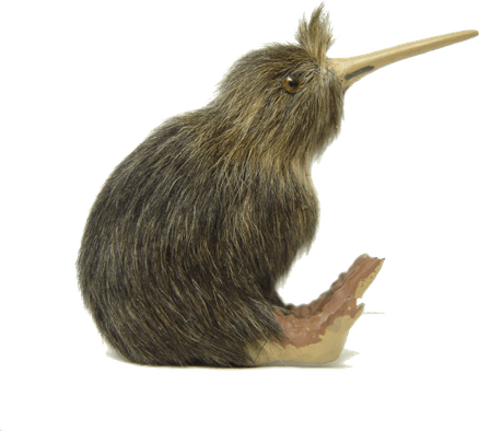 Kiwi Bird PNG