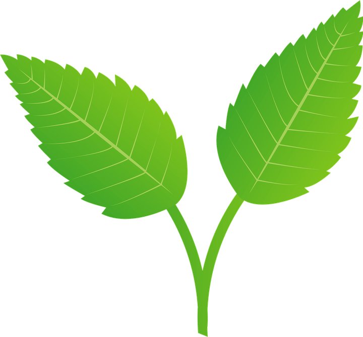 Mint Leaf PNG