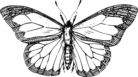 Butterfly Drawing PNG