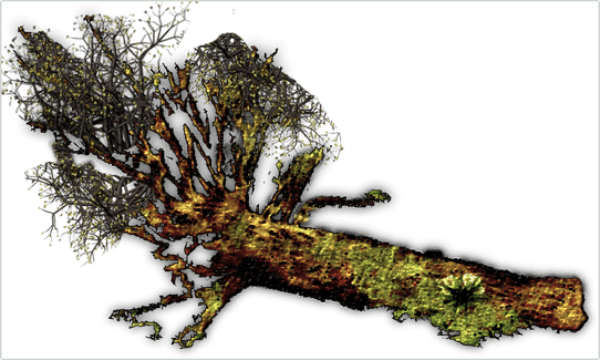 Fallen Tree PNG