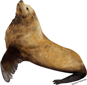 Eared Seals PNG