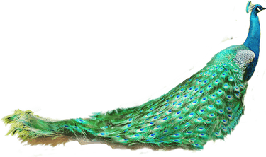 Peacock PNG
