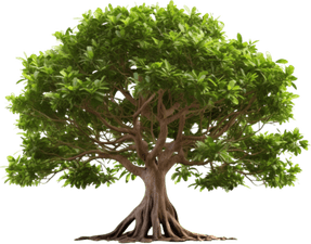 Banyan Tree PNG