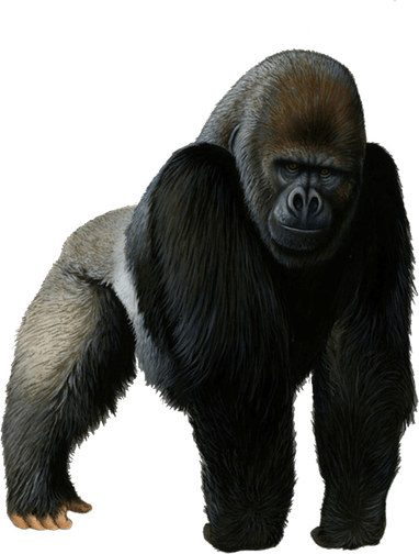 Gorilla PNG