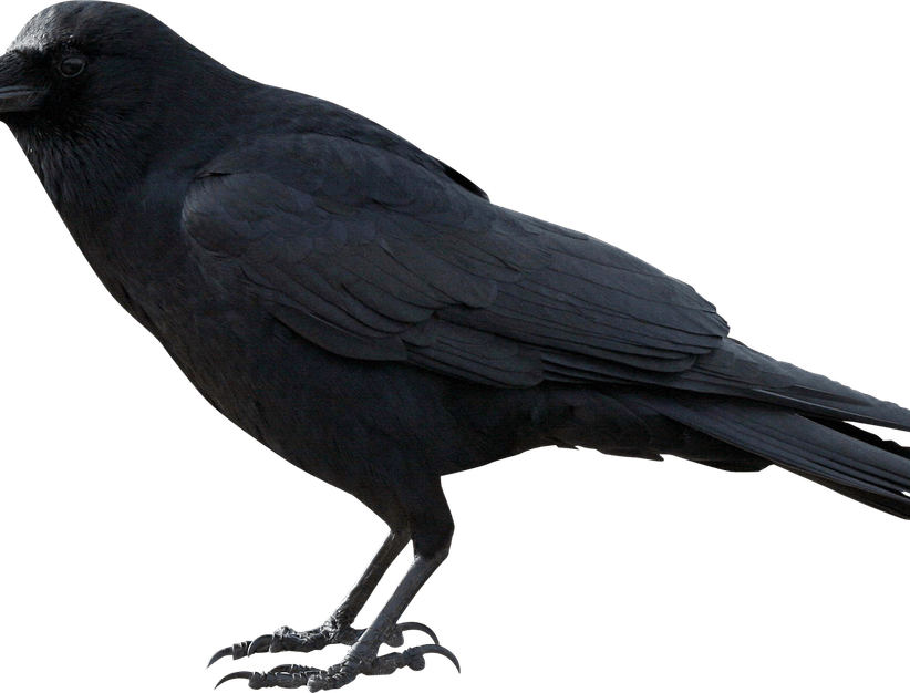 African Bird PNG