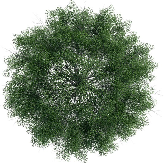 Tree Top View PNG