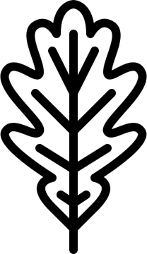 Acorn Leaf PNG