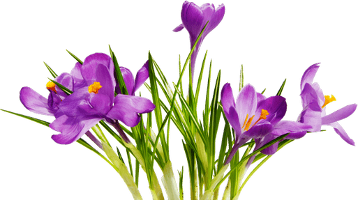 Flowers PNG