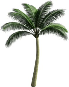 Palm Tree 3d PNG
