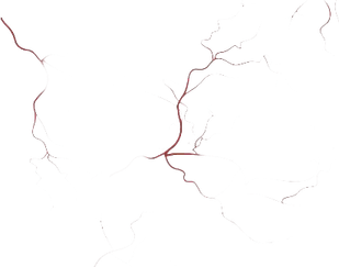 Vein PNG