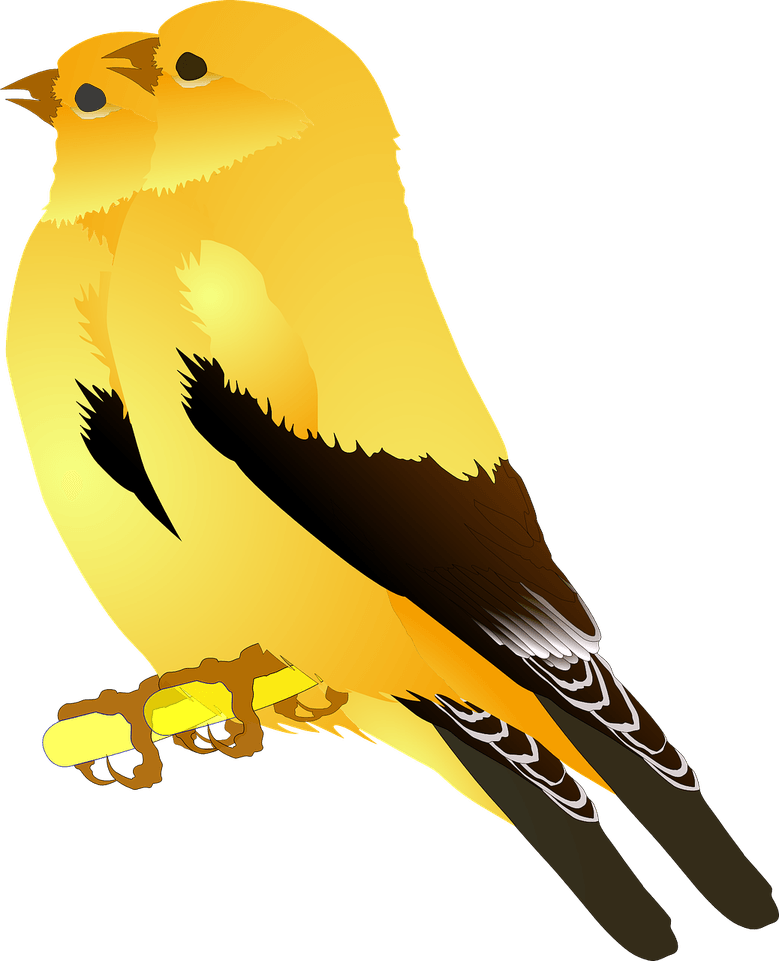 Finches PNG