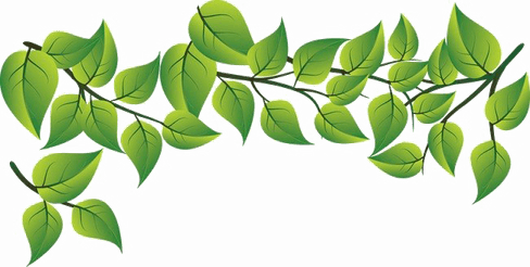 Green Leaves PNG