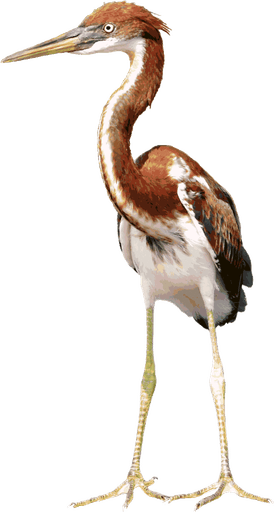 Herons PNG