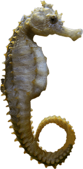 Seahorse PNG
