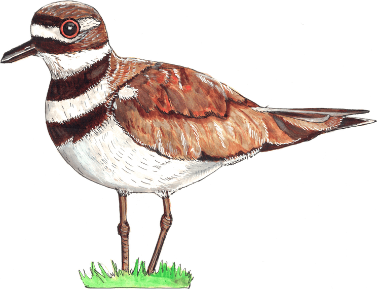 Killdeer Bird PNG