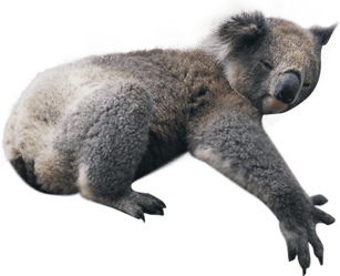 Koala PNG