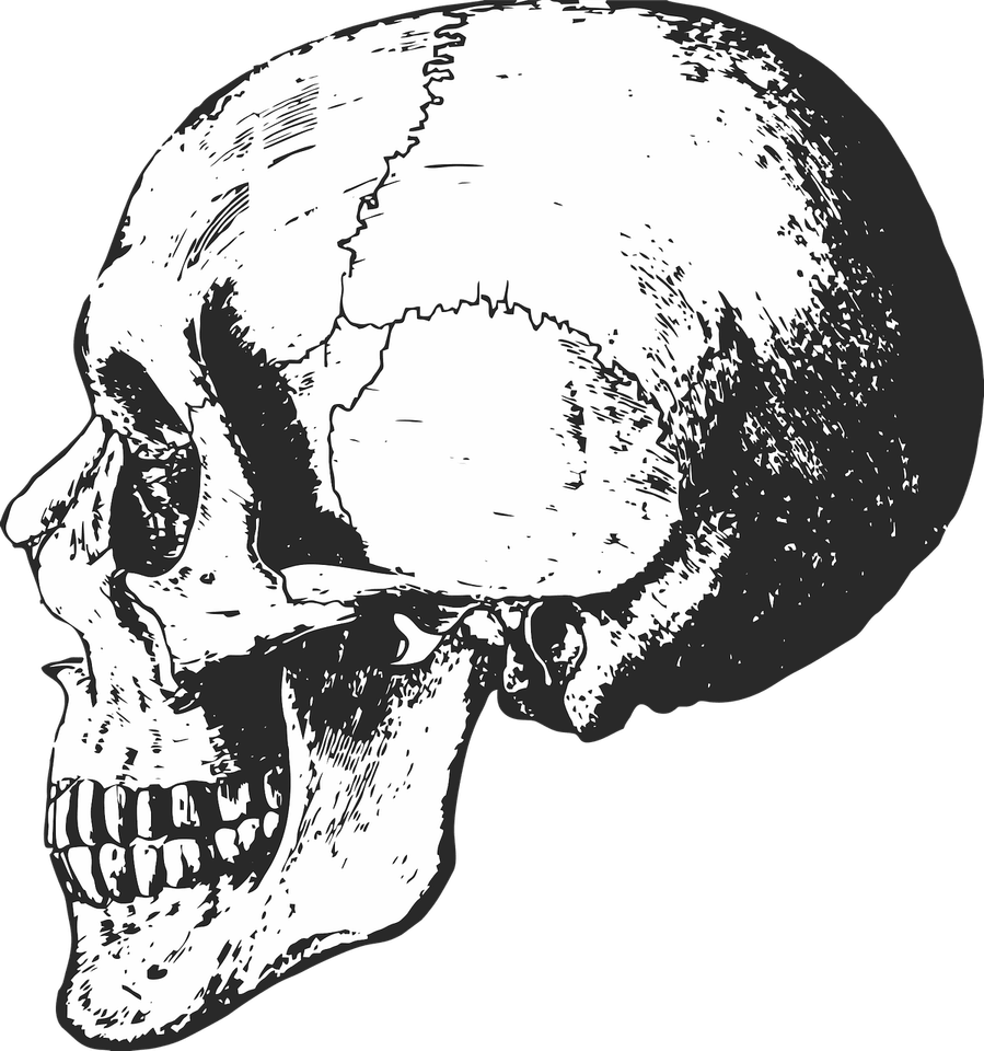 Skeleton Skull PNG