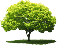 Nature PNG