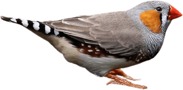 Finch PNG