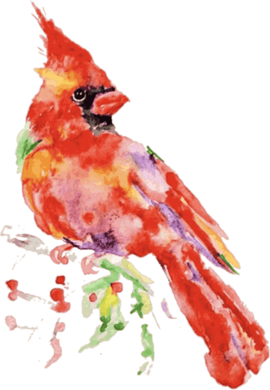 Cardinal Bird PNG