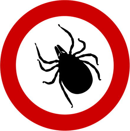 Tick Insect PNG