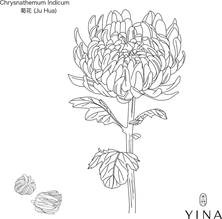 Chrysanthemum Flower PNG