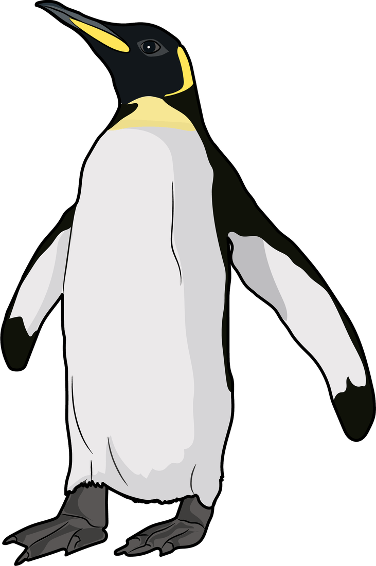 King Penguin PNG