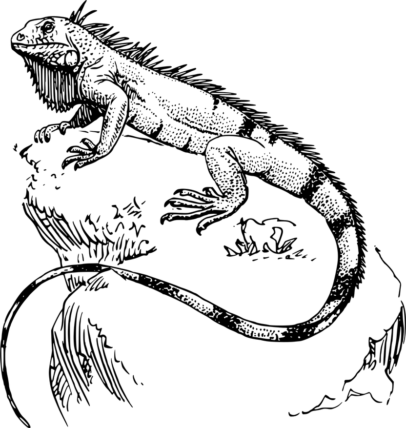 Bearded Dragon PNG